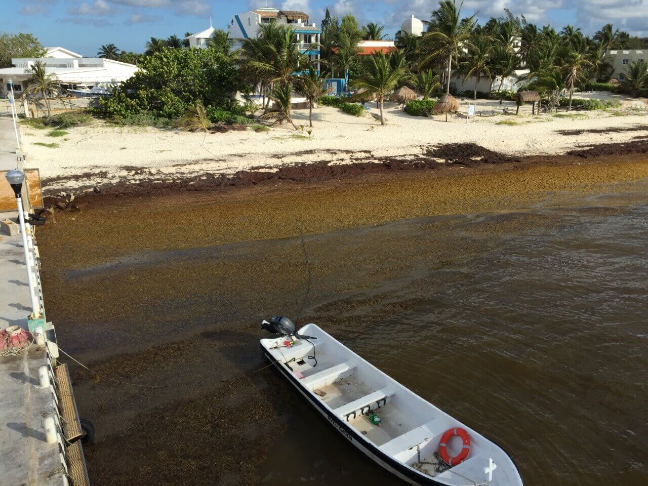 Documental sargazo en 2025